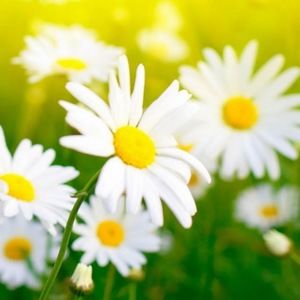 Meet your Posher, Liza